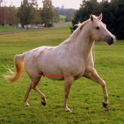 Quater Horse Stute mit guten Papieren!
