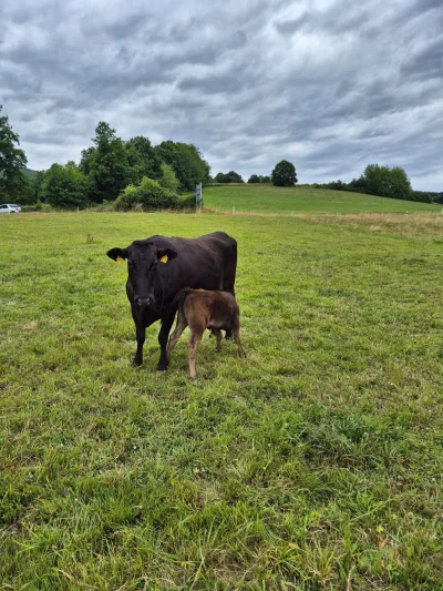 Wagyu Mutterkuh mit Kalb