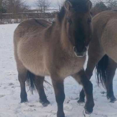 Konik Tarpan Pony Hengst