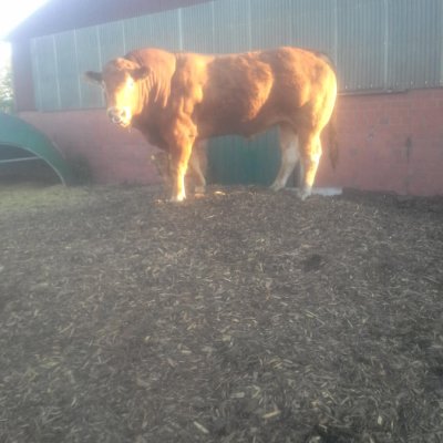 Gen. hornl. Limousin Deckbulle