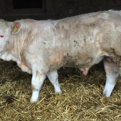 Charolais Herdbuch Deckbullen Bio