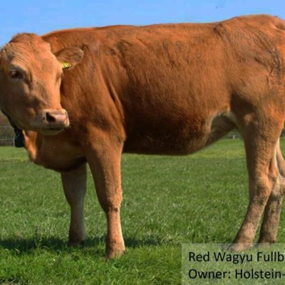 Red Wagyu (rot) -in 20 Monaten schlachtreif