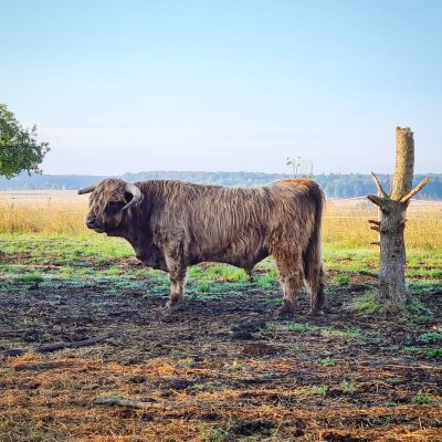 Highland Cattle Bullen zu verkaufen 