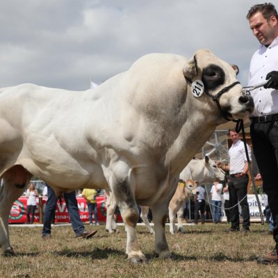 Piemonteser Zucht Bulle Herdbuch A