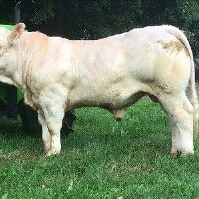 charolais HB Biojungbullen