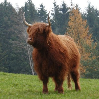 Muttertiere mit Ochsen und Färse abzugeben