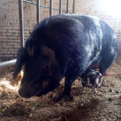 Zwei Turopolje Sauen und ein Eber Turopolje Duroc Mix