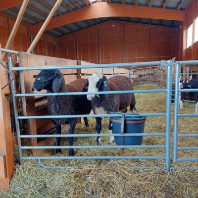 Gescheckter und schwarzer Merinolandschafbock