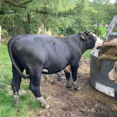 Hereford-Wagyu Kreuzungsbulle 1,5 Jahre