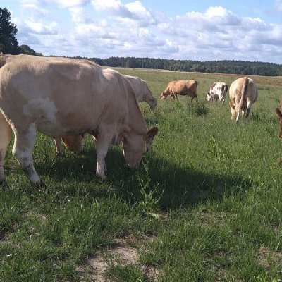 Herde bio zertifiziert ab 1.1.2024  - Bild 14