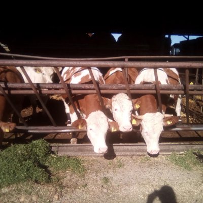 Blonde d´Aquitaine und Simmenthaler Fleckvieh abzugeben