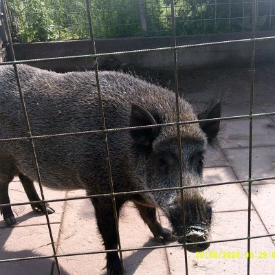 Wildschweinkeiler 