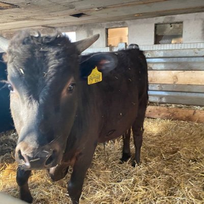 Wagyu Jungbulle zur Zucht 