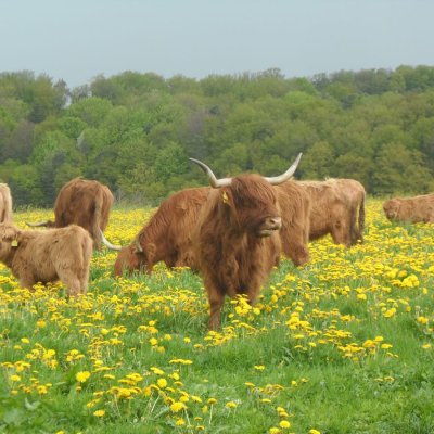 Highland Cattle Rinder Absetzer 