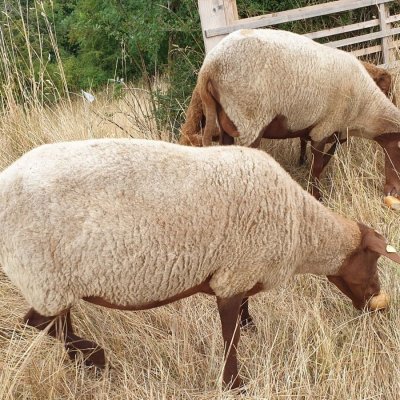 2 schöne Coburger Fuchsschaf Mutterschafe