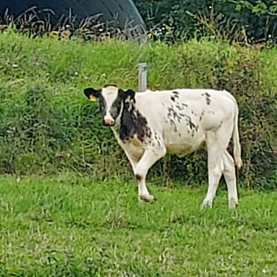 Mutterkalb Weiß Blau Belgier  - Bild 2