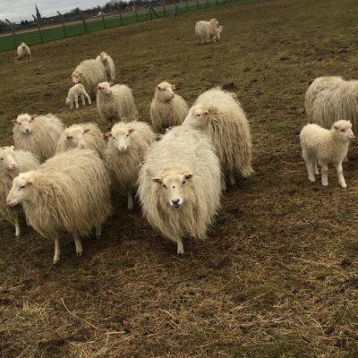Moorschnucken/ weiße hornlose Heidschnucken aus Hobbyzucht
