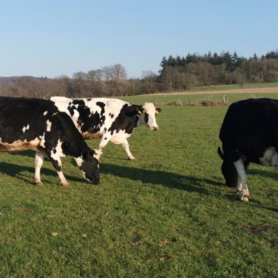 16 Milchkühe, 4 Kälber