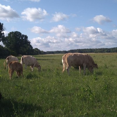 Herde bio zertifiziert ab 1.1.2024  - Bild 2
