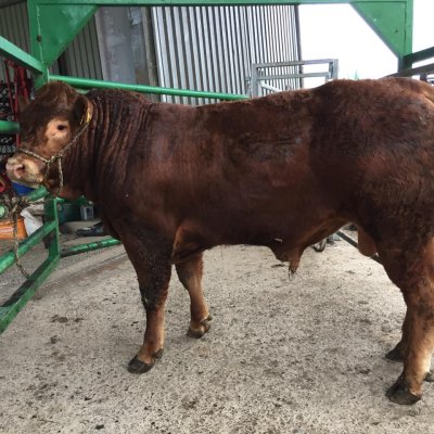 Limousin Herdbuch Deckbullen