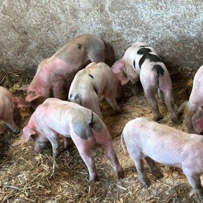 Ferkel aus Freilandhaltung