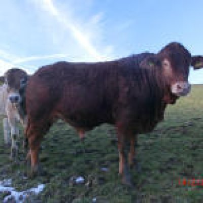 Schützen Sie ihre Mutterkuhherde mit Brahmaneinkreuzung!