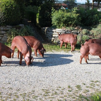 Duroc Zuchtläufer reinrassig