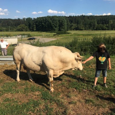 Bio Zuchtbulle abzugeben 