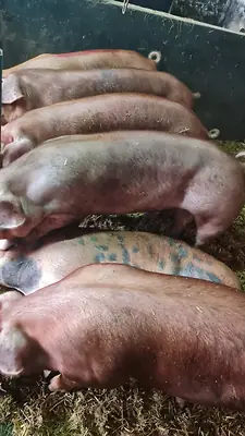 Bentheimer x Duroc Mastschwein / Schlachtschwein - Bild 2