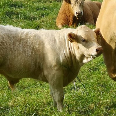 Charolais/Limousin/Fleisch/Fleck
