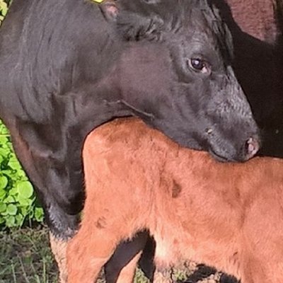 verkaufe 1 Bio Anguskuh mit Stierkalb und eine niedertragende Färse