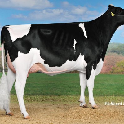 Abgekalbte Rinder Holstein Friesian schwarzbunte, rotbunte Färsen