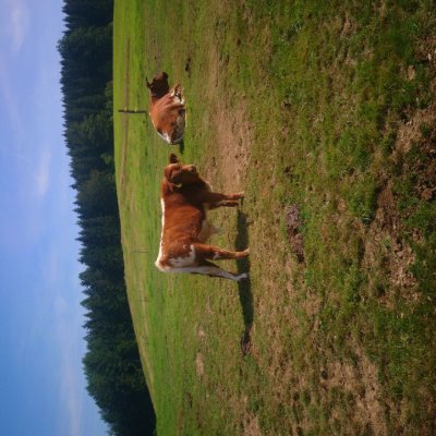 Verkaufe Bulle 