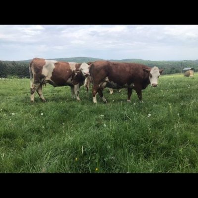 Bio Fleckvieh Mutterkühe