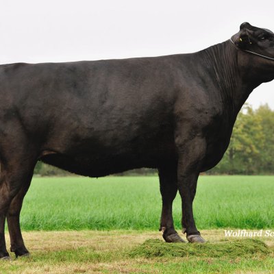 100% Fullblood Wagyu Jungrinder zu verkaufen