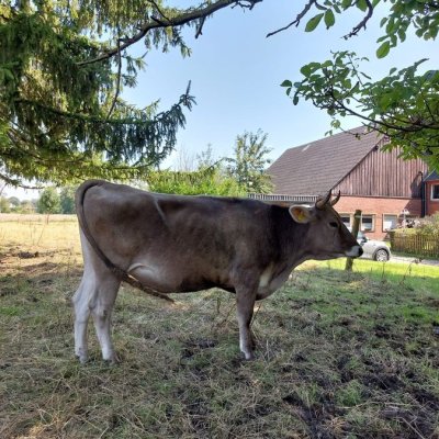 Braunvieh Färse behornd