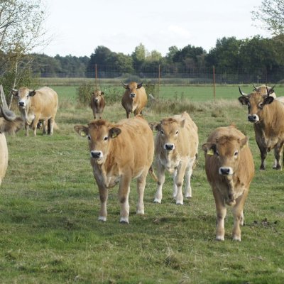 Aubrac Absetzer, männlich und weiblich, Öko-Status
