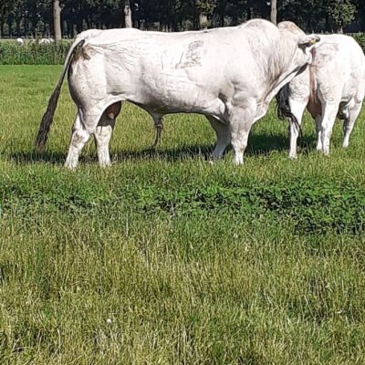 Rinder, Bullen , Kühe, Embryonen, Marchigiana, Chianina