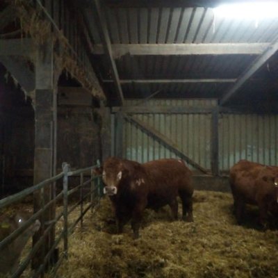 Limousin Deckbulle zu verkaufen 