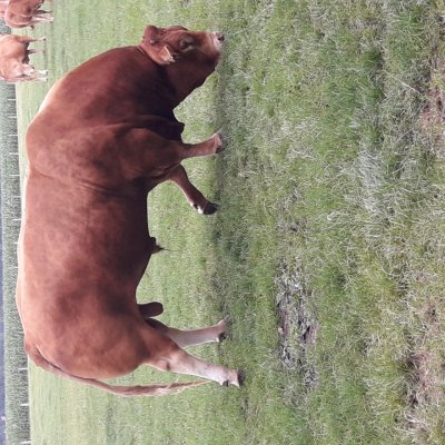 Limousin Deckbullen 898 gekört 