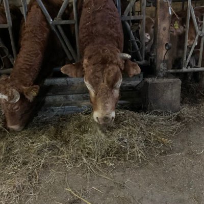 Limousin Bulle 