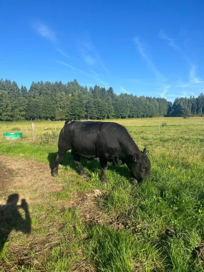Angus - Deckbullen