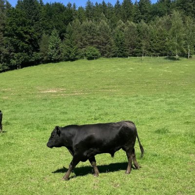 Schöner Deck Stier Angus 2 Jahre