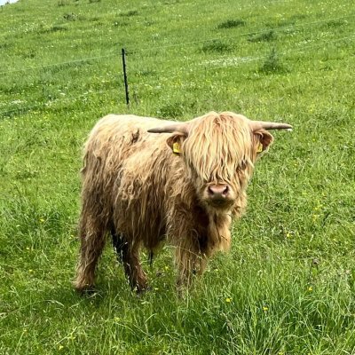 Schottische Hochlandrinder - Herde