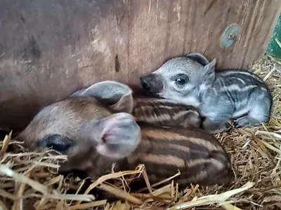 Mangalitzaferkel/Wollschweinferkel Eber und Sau - Bild 2