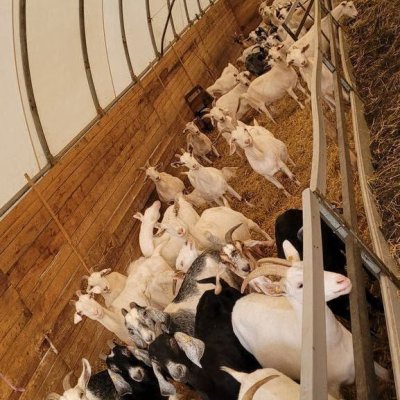 Bioziegen zu verkaufen