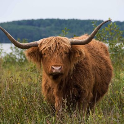 Suche große Mengen an Highland-Cattle