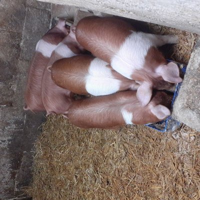 Ferkel Mix 