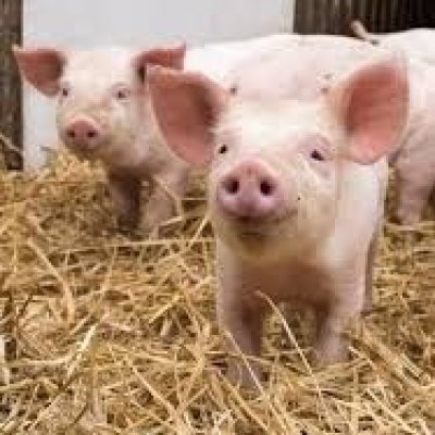 DL/Pitrain Ferkel zu verkaufen 