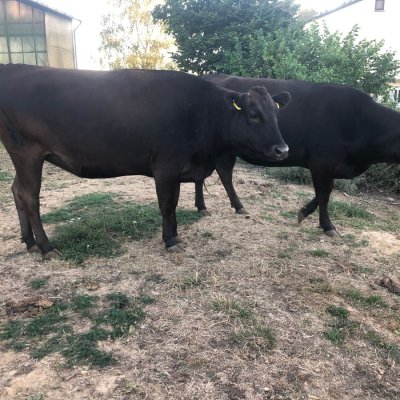 Fullblood Wagyu Kühe tragend zu verkaufen